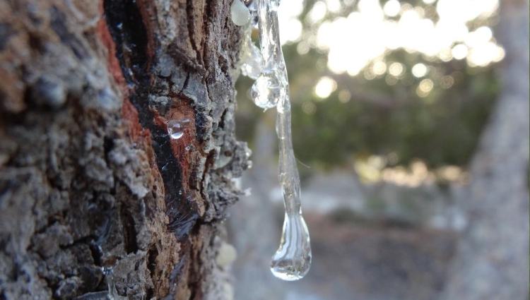 Η συγκομιδή της μαστίχας