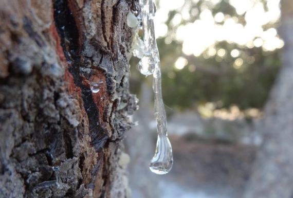 Η συγκομιδή της μαστίχας